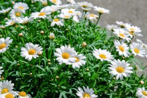 daisies-1373075